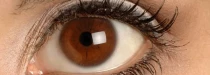 Barvu očí určují tři geny. Pouze dva vědci znají dobře